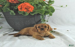 Cavalier King Charles Spaniel dogs for sale: Sadie - Image 1
