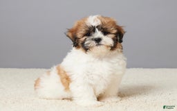 Teddy Bear dogs for sale: Leo - Image 4