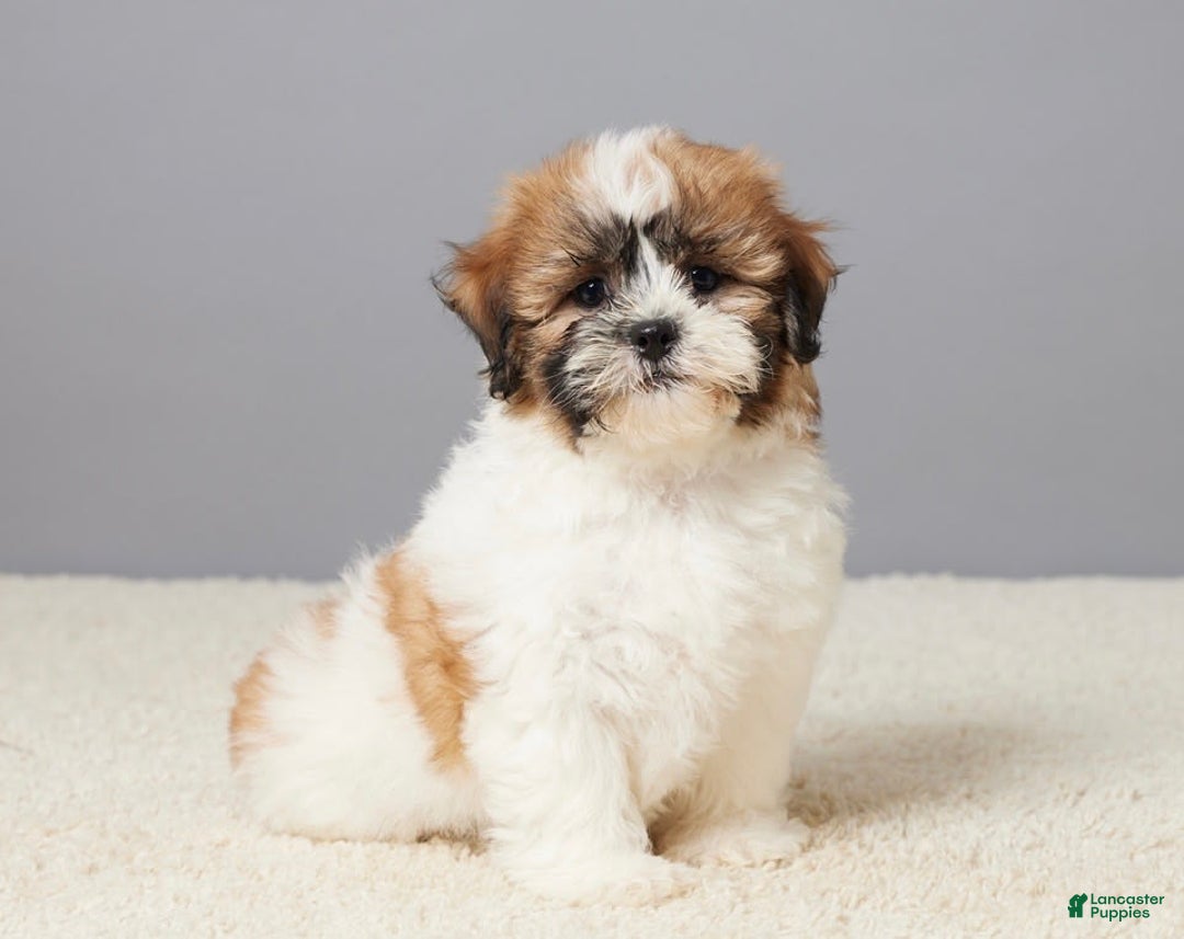 Teddy Bear dogs for sale: Leo - Image 4