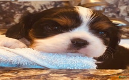 Cavalier King Charles Spaniel dogs for sale: Tri - Image 5