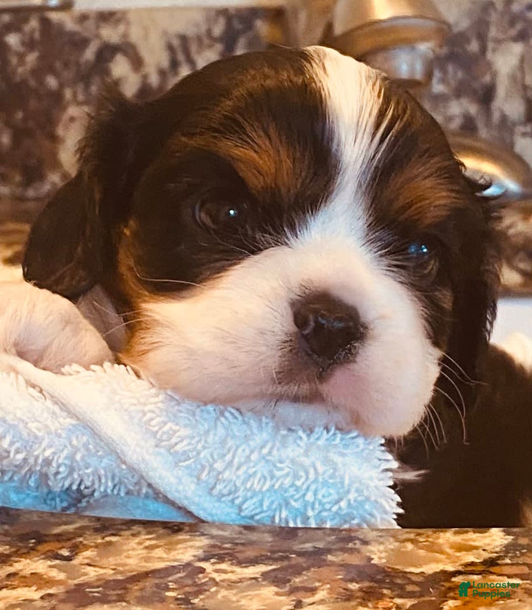 Cavalier King Charles Spaniel dogs for sale: Tri - Image 5