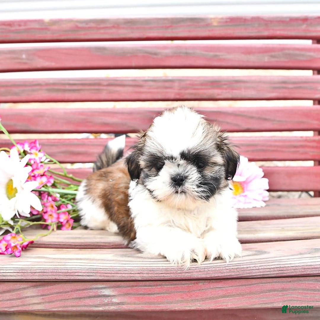 Shih Tzu dogs for sale: Queen - Image 5