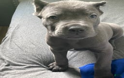Cane Corso dogs for sale: Karen - Image 2