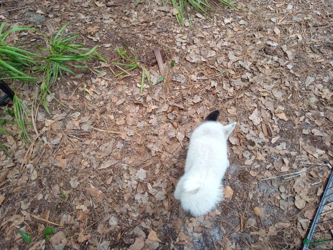 categoriesInfo:categoryAttributeOptions.pets.dogs.breed.akita dogs for sale: Mulan - Image 8