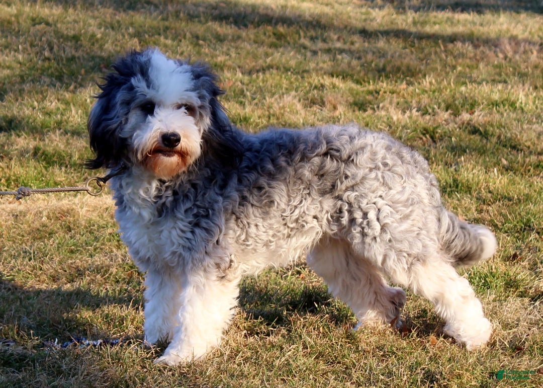 Mini Bernedoodle dogs for sale: Riley - Image 9