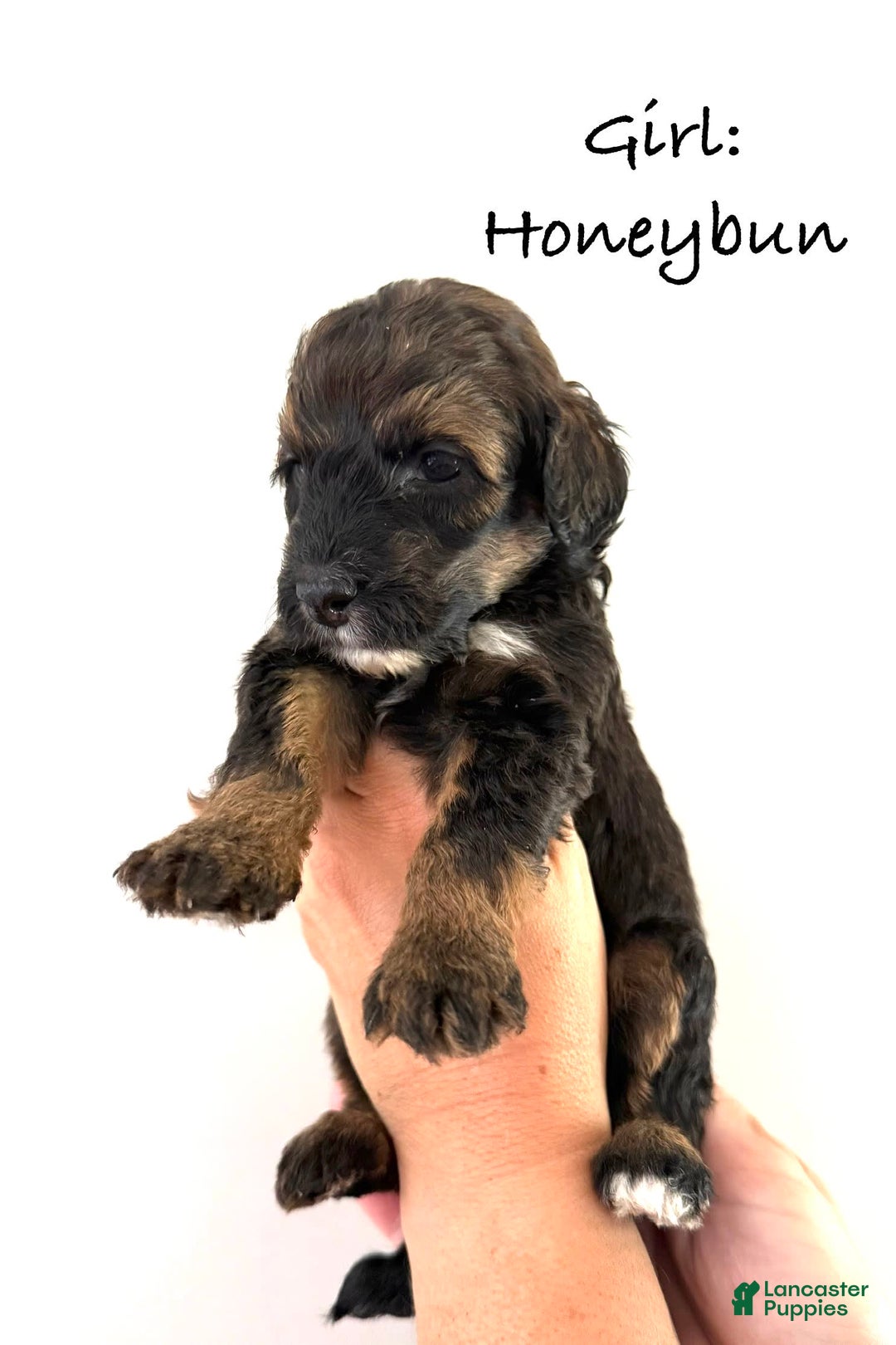 Bernedoodle dogs for sale: Green Collar Girl - Image 5