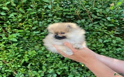 Maltipoo dogs for sale: Drey - Image 1