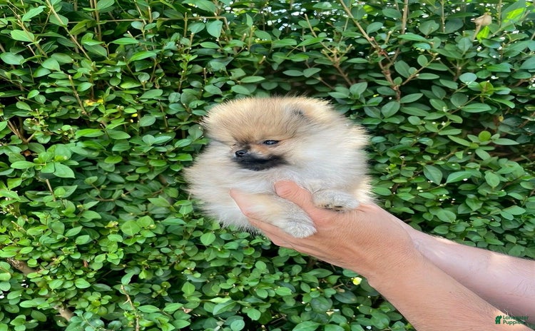 Maltipoo dogs for sale - Ad 3