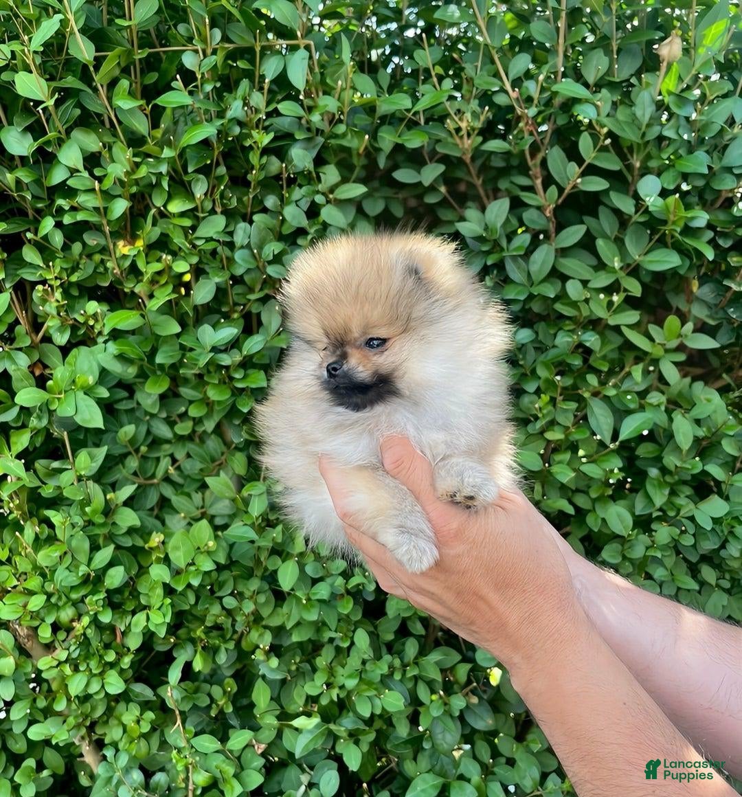 Maltipoo dogs for sale: Drey - Image 1