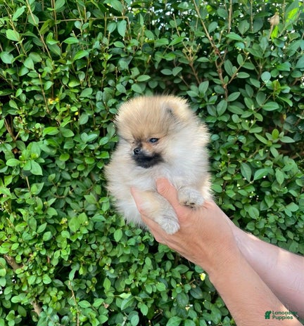 Maltipoo dogs for sale - Ad 3