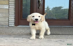 Golden Retriever dogs for sale: Archie - Image 1