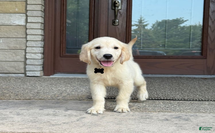 Golden Retriever dogs for sale - Ad 1