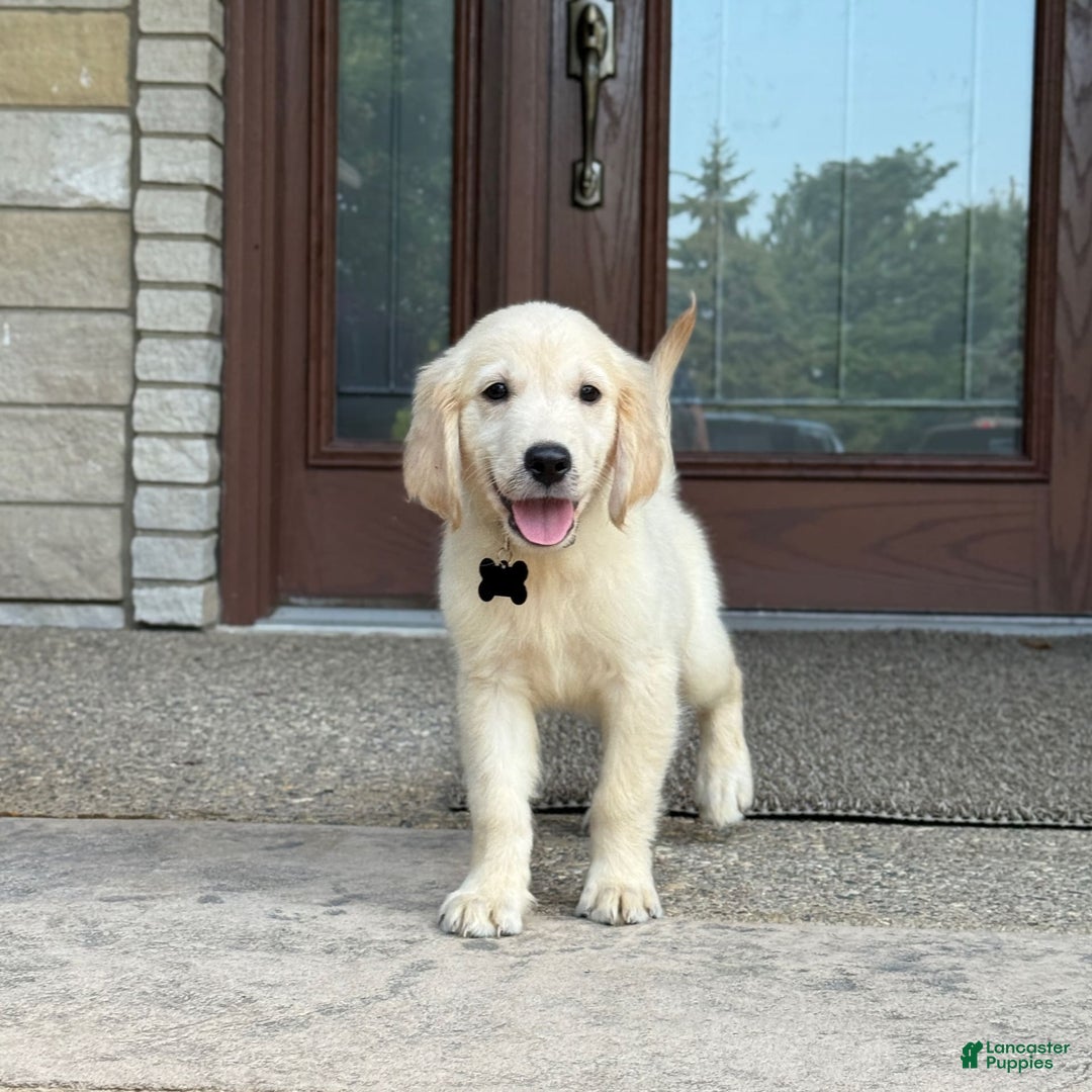 Golden Retriever dogs for sale: Archie - Image 1