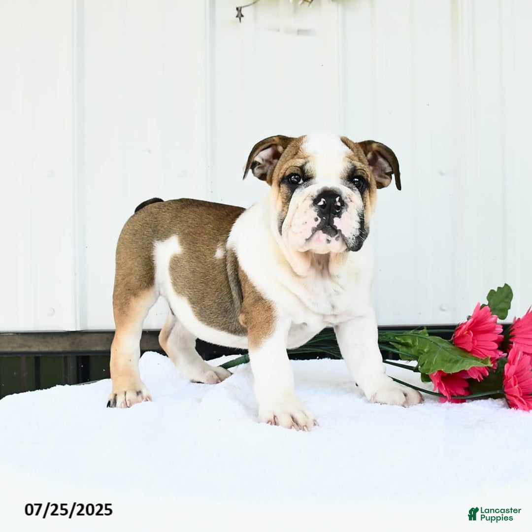 English Bulldog dogs for sale: Drew - Image 3