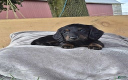 Dachshund dogs for sale: Bailey - Image 1