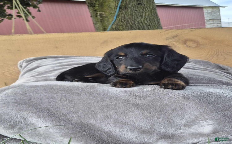 Dachshund dogs for sale - Ad 5