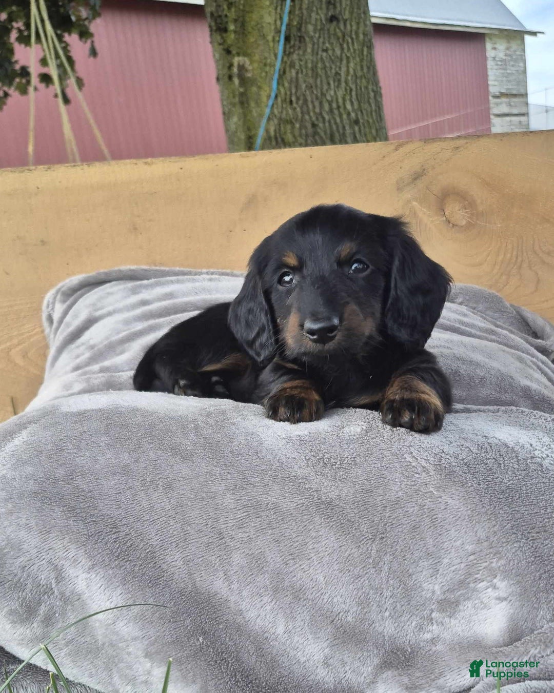 Dachshund dogs for sale: Bailey - Image 1