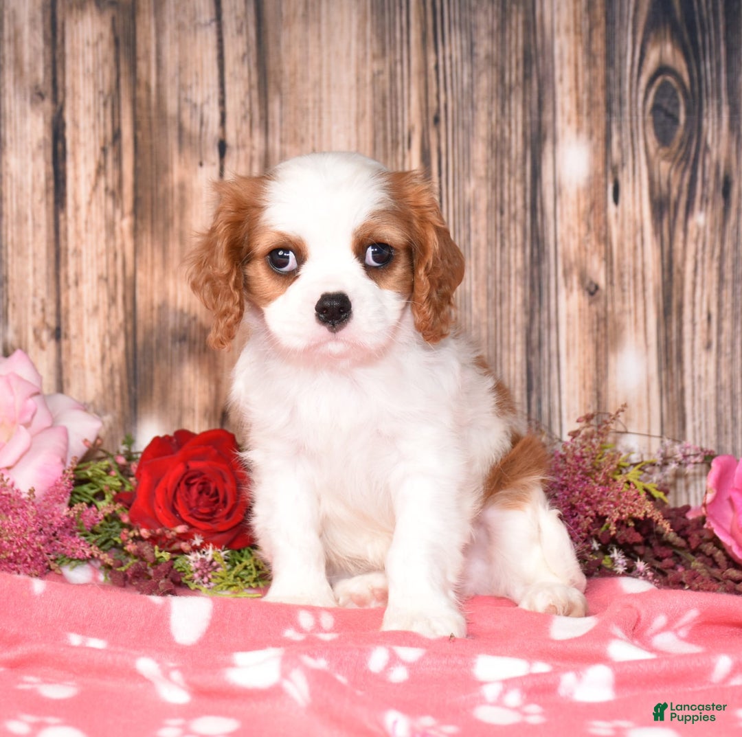 Cavalier King Charles Spaniel dogs for sale: Jordan - Image 6
