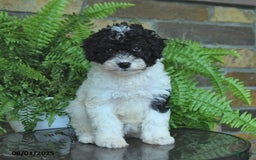 Mini Aussiedoodle dogs for sale: Crystal - Image 4