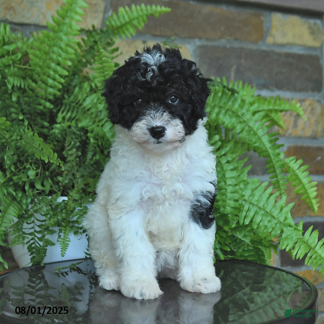 Mini Aussiedoodle dogs for sale: Crystal - Image 4