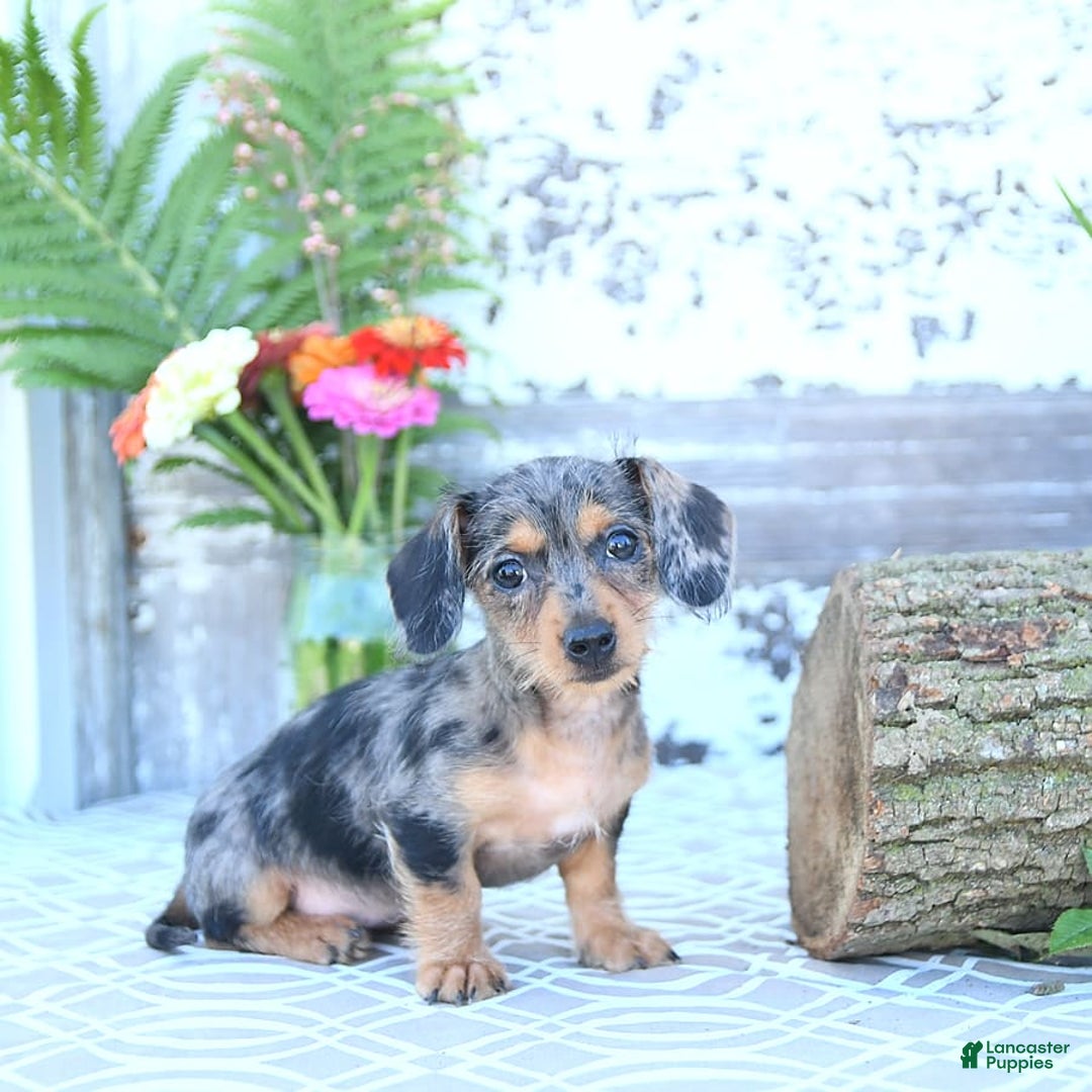 Miniature Dachshund dogs for sale: Trisha - Image 7