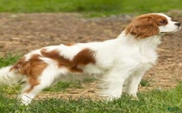 Cavapoo dogs for sale: Ollie - Image 4