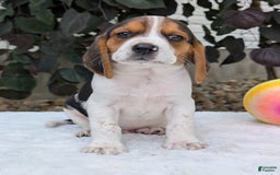 Beagle dogs for sale: Coop - Image 3