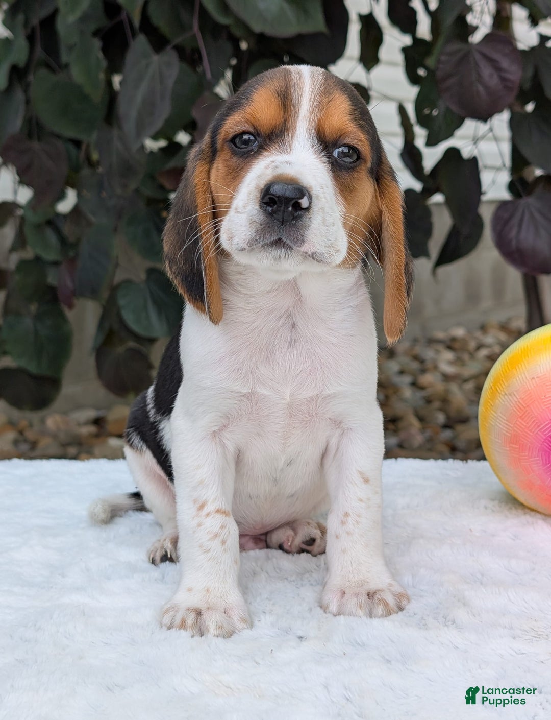 Beagle dogs for sale: Coop - Image 3