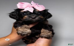 Toy Poodle dogs for sale: Toy Poodle 5 puppies - Image 4