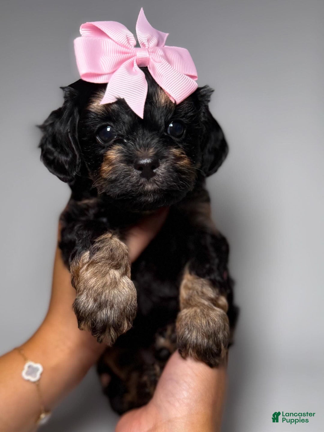 Toy Poodle dogs for sale: Toy Poodle 5 puppies - Image 4