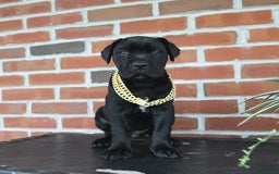 Cane Corso dogs for sale: Cassy - Image 7