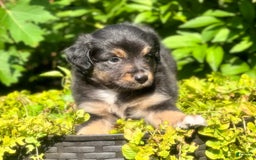 Miniature Australian Shepherd dogs for sale: Coal - Image 5