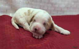 Cockapoo dogs for sale: Hiccup - Image 14