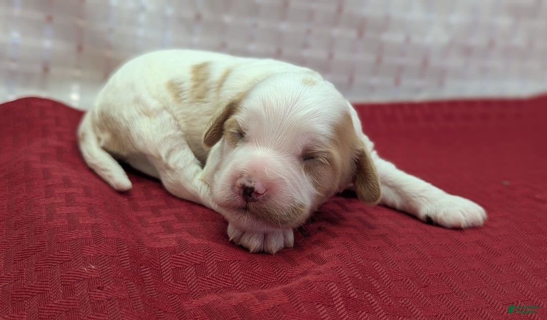Cockapoo dogs for sale: Hiccup - Image 14