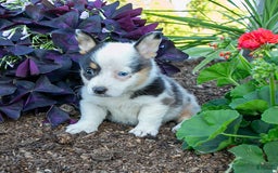 Welsh Corgi Pembroke dogs for sale: Jane - Image 1
