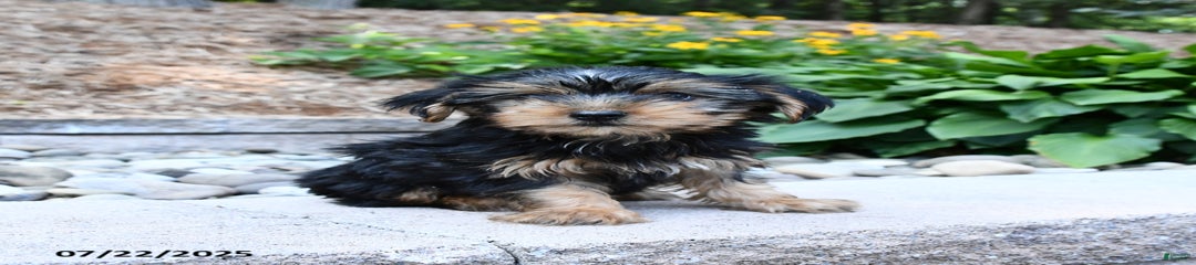 Daisy