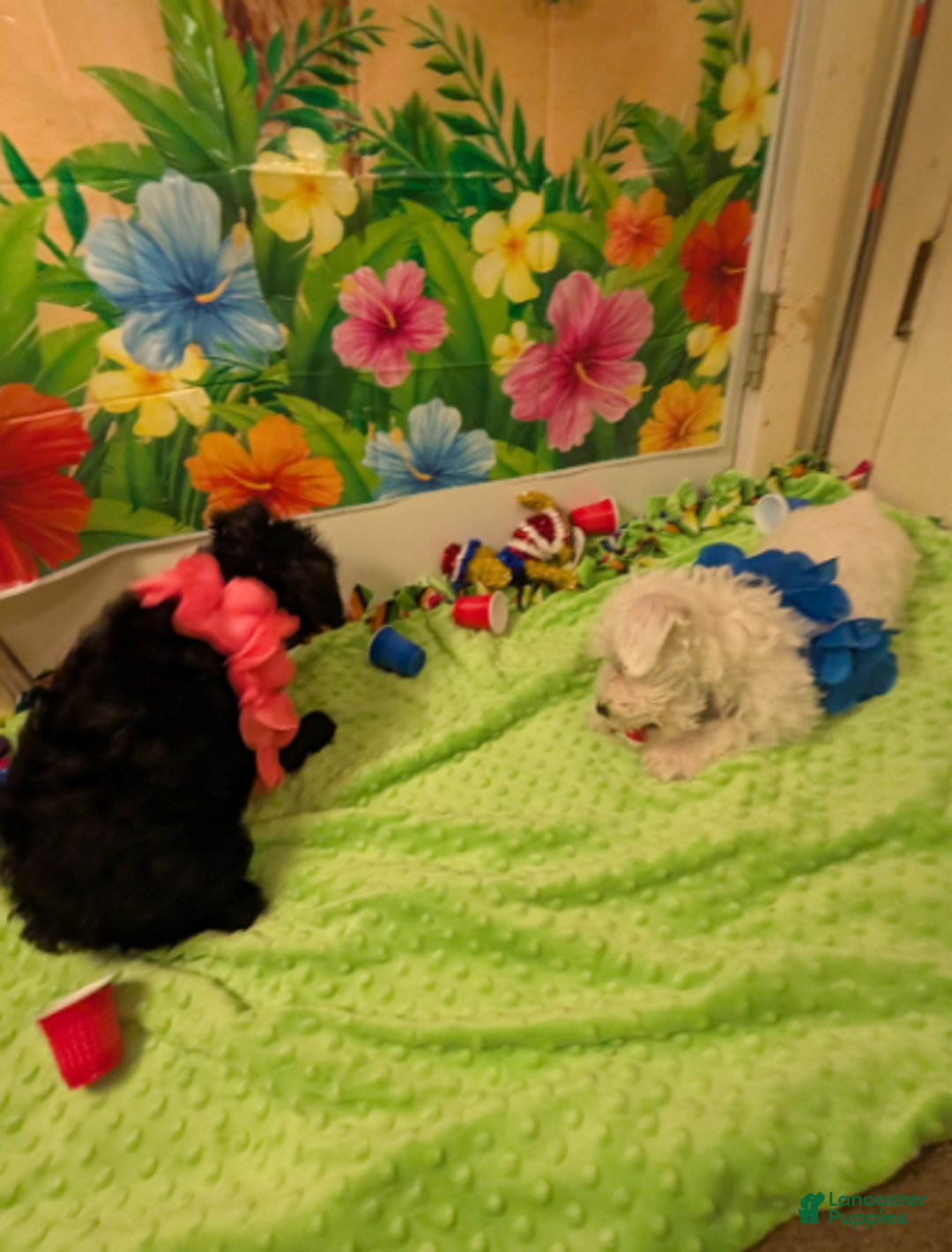 Miniature Schnauzer dogs for sale: Sassy Midnight - Image 5