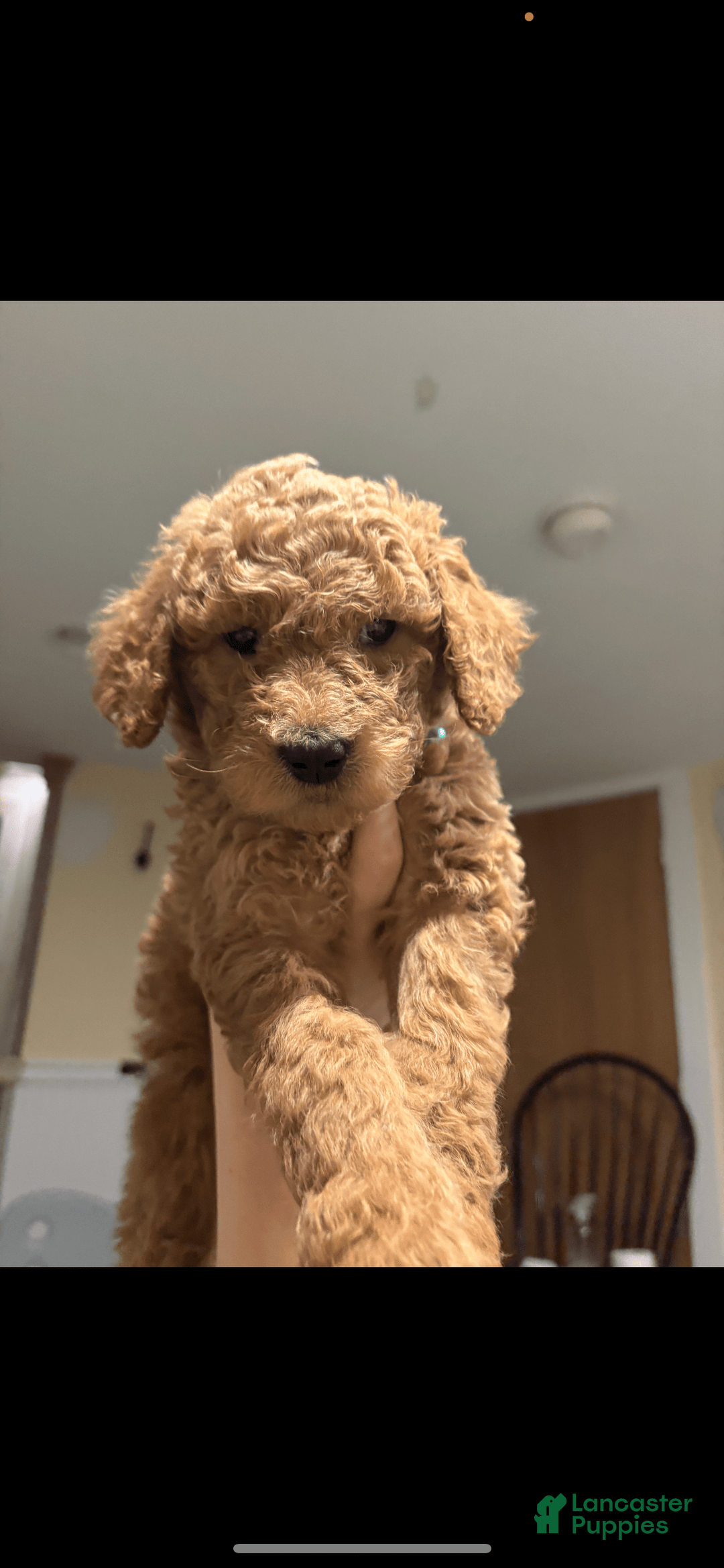Goldendoodle dogs for sale: Coda - Image 6