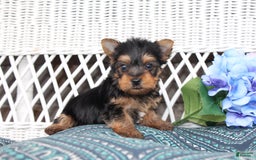 Yorkshire Terrier dogs for sale: Ollie - Image 8