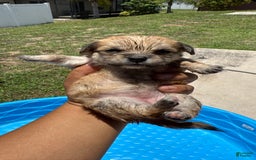 Yorkshire Terrier dogs for sale: Copper - Image 1