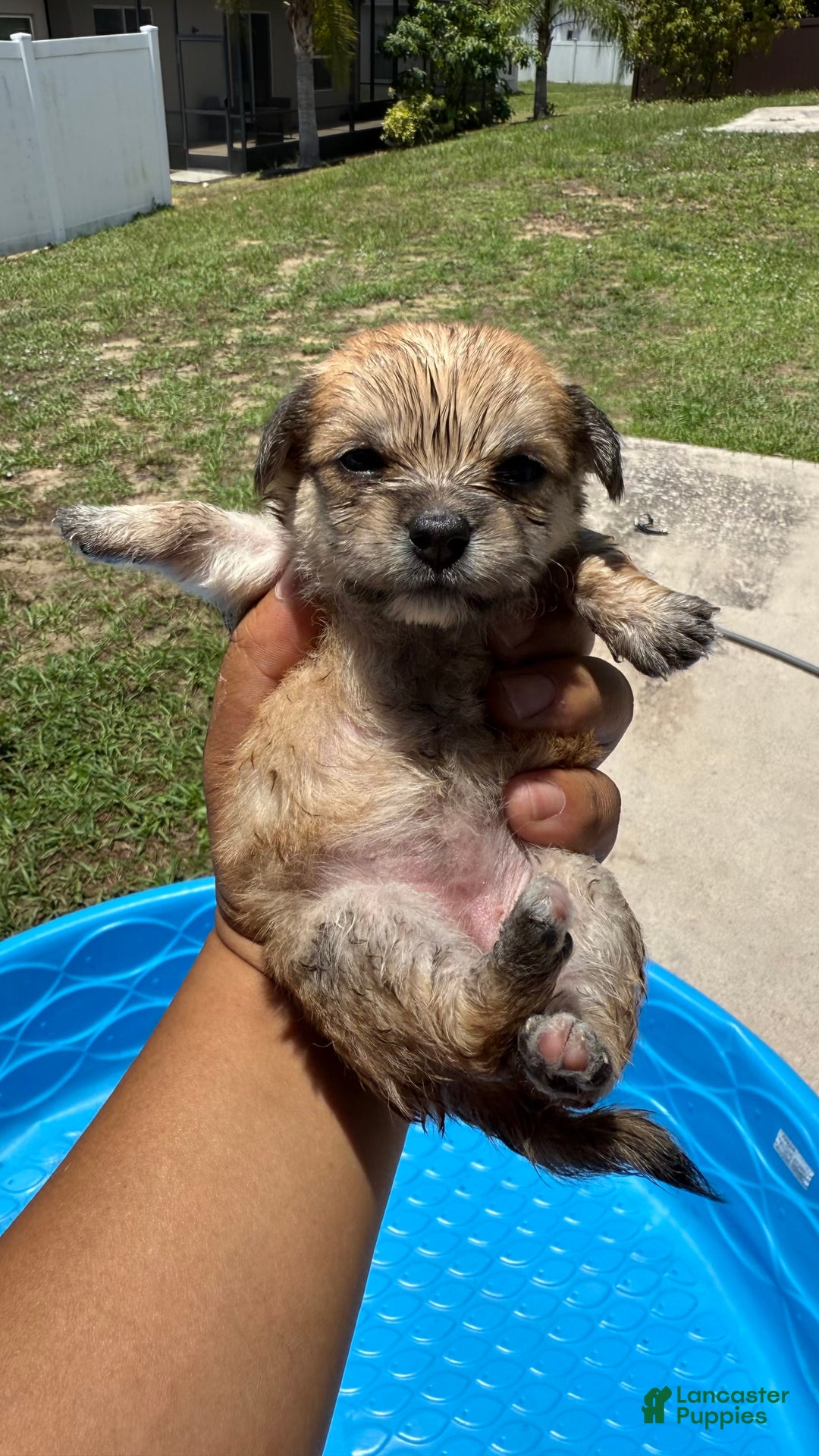 Yorkshire Terrier dogs for sale: Copper - Image 1