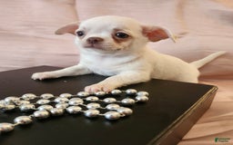 Chihuahua dogs for sale: Kontik - Image 2