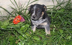 Australian Cattle Dog dogs for sale: Marie - Image 1