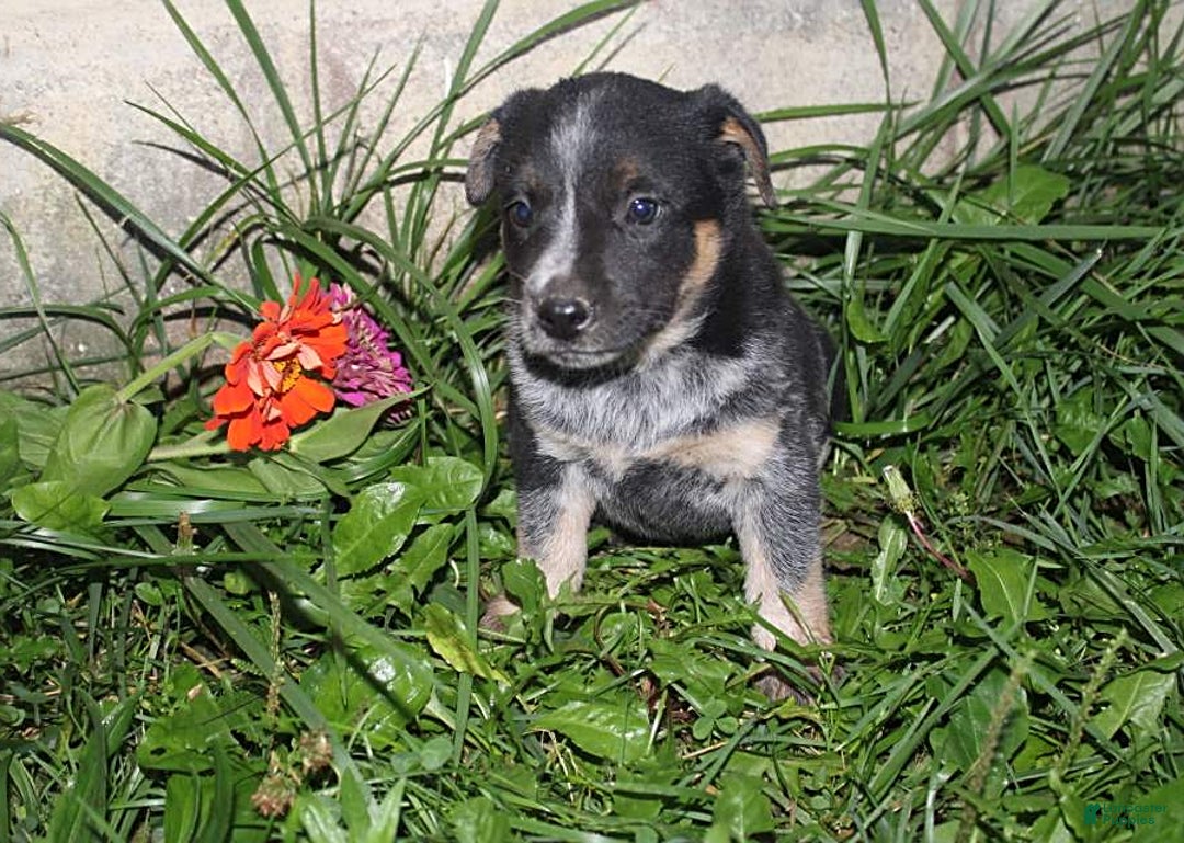Australian Cattle Dog dogs for sale: Marie - Image 1