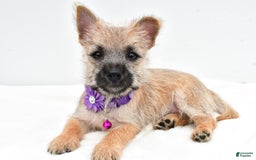 Cairn Terrier dogs for sale: Carla - Image 4
