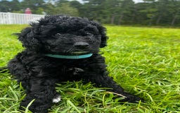 Aussiedoodle dogs for sale: Milo - Image 4