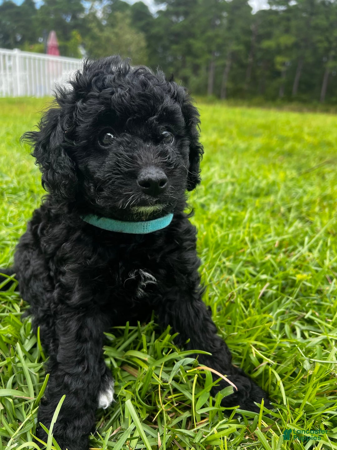 Aussiedoodle dogs for sale: Milo - Image 4