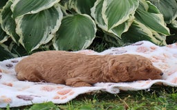 Mini Goldendoodle dogs for sale: Vinson - Image 2