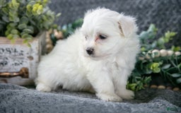 Maltese dogs for sale: Sadie - Image 2