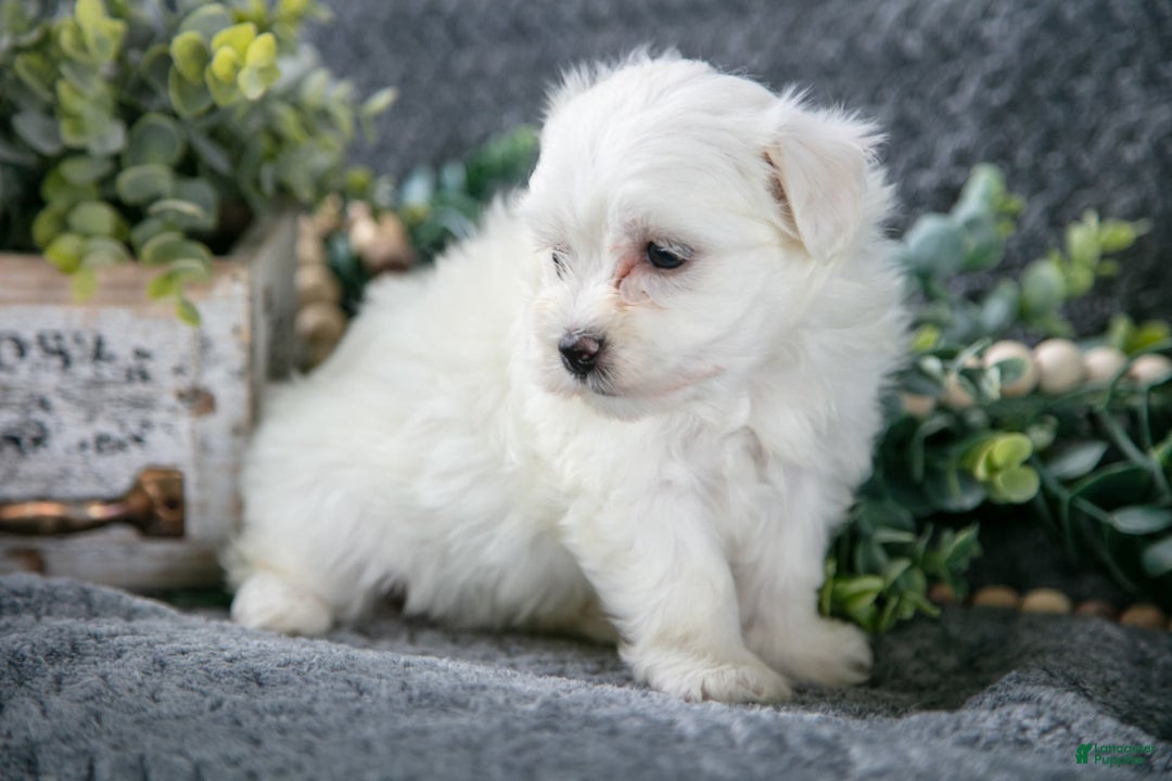 Maltese dogs for sale: Sadie - Image 2